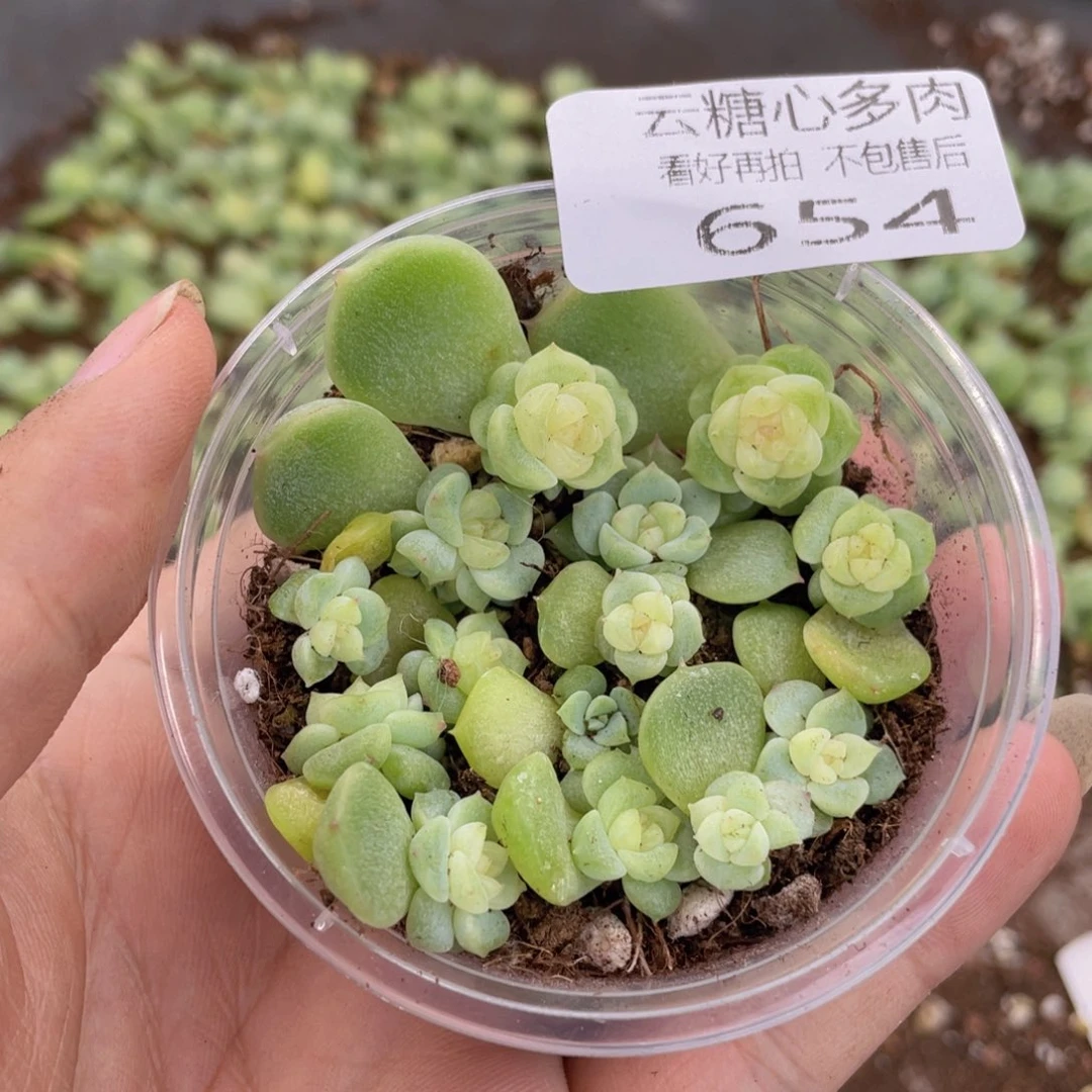 云糖心多肉植物654