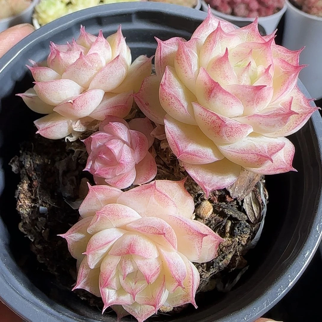 多肉1221-66潘多拉