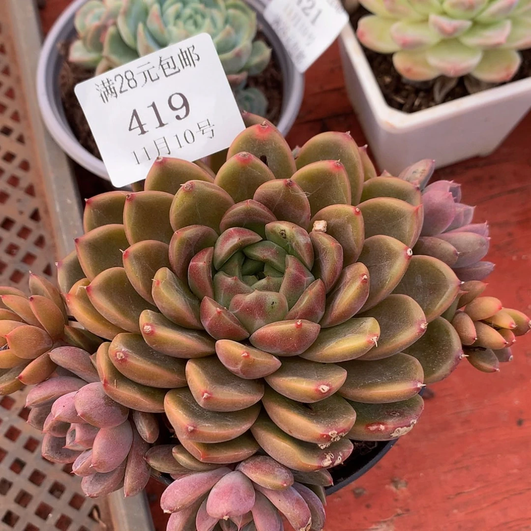 【闪购商品】‖****℡云419号2颗