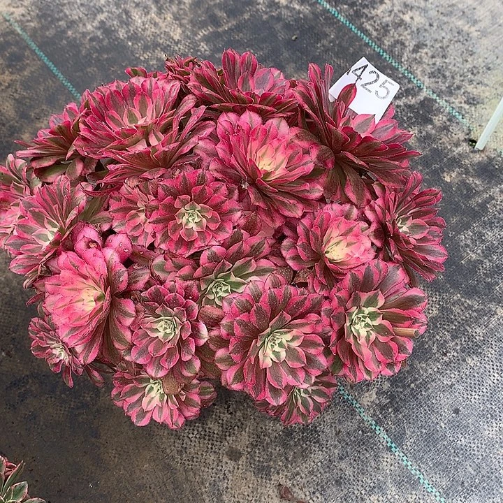 425.红铜白多肉植物