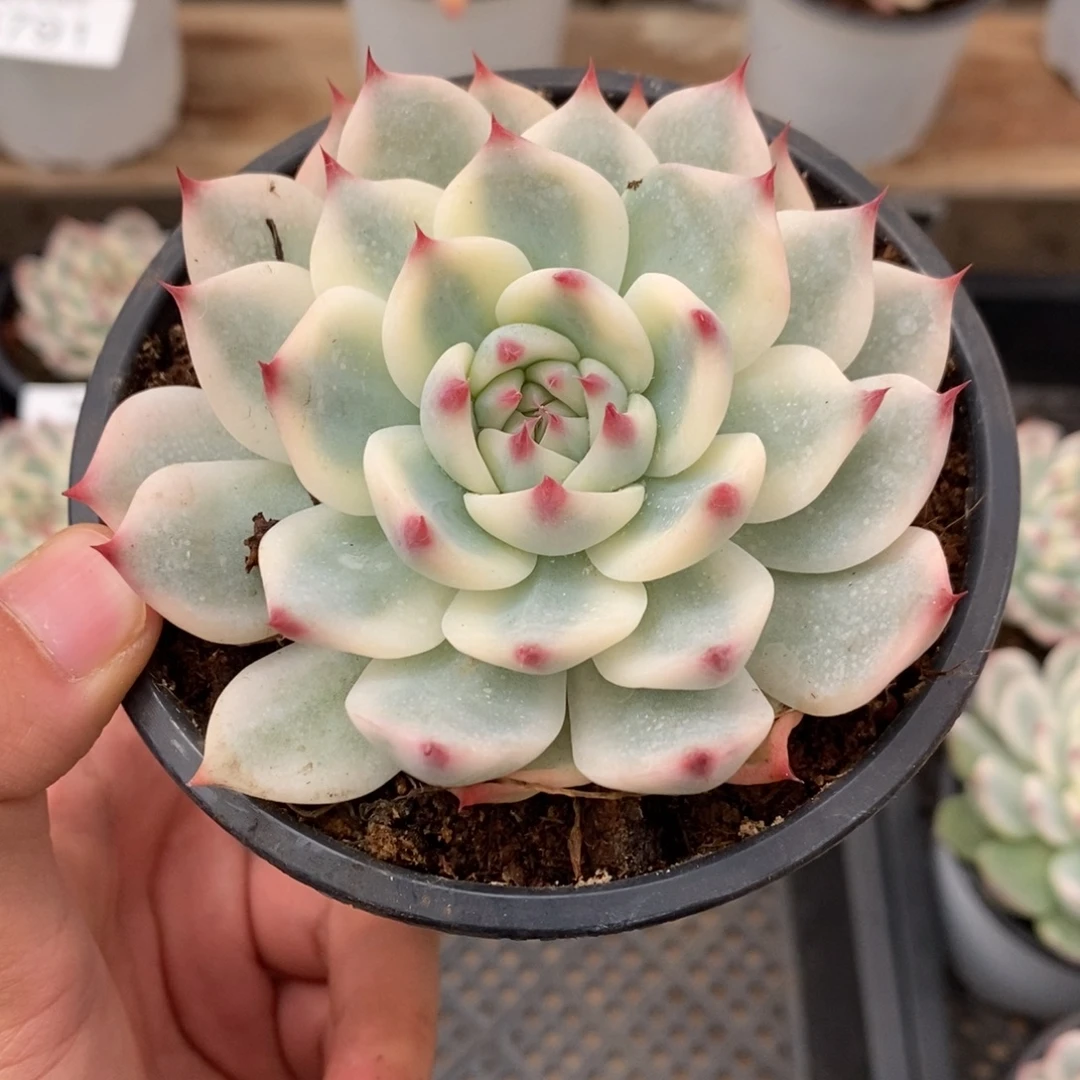 吉娃娃锦多肉植物8794