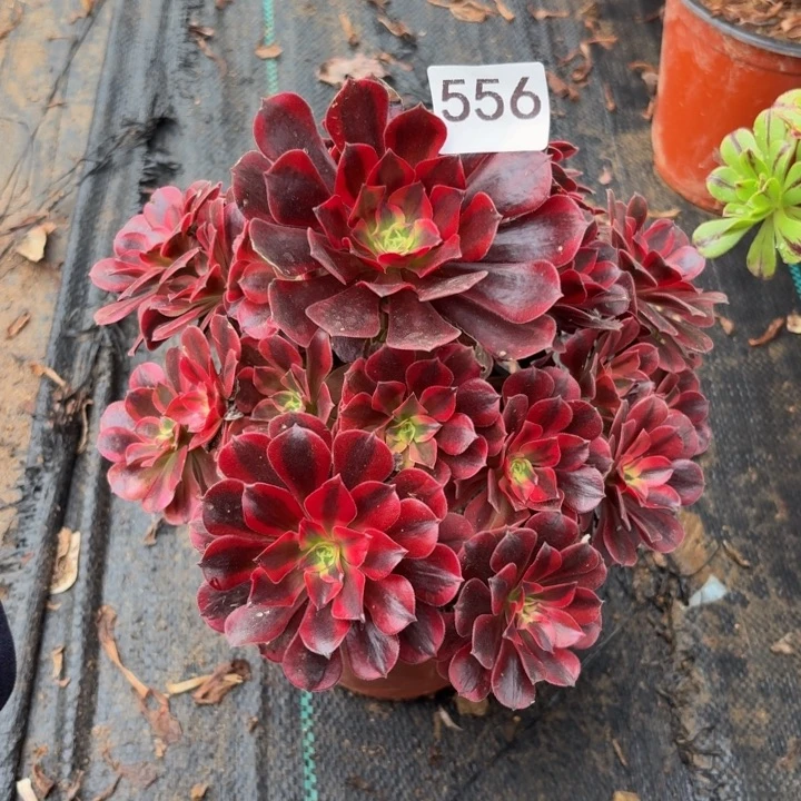 美杜莎锦中锦多肉植物不包损556杆不直