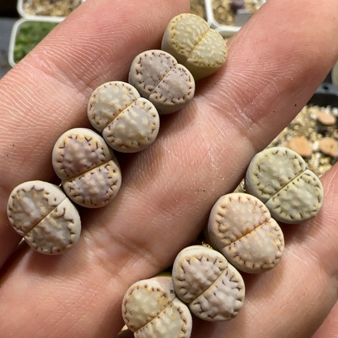 8.26。。 花脸饼干x9。。。2049