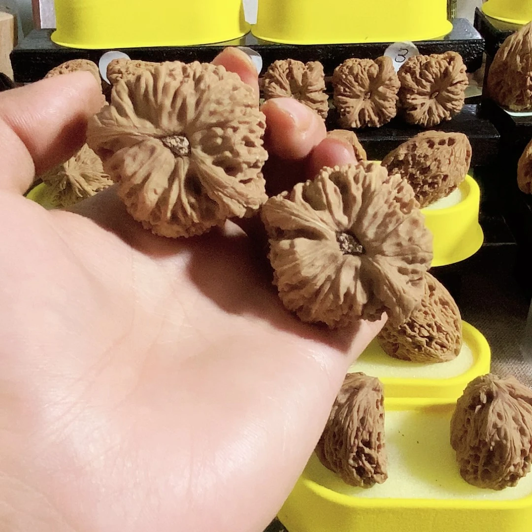 木质类龟背上的小包子