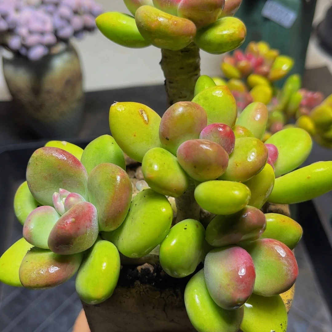 522 金色芒果奶11 厘米