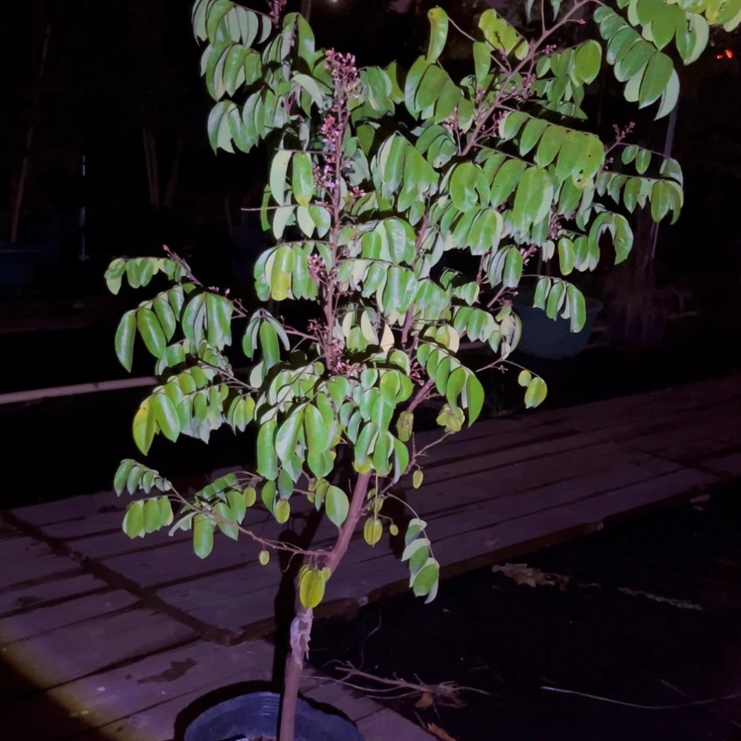 22222我要做一只快乐肥猫小狗呜呜