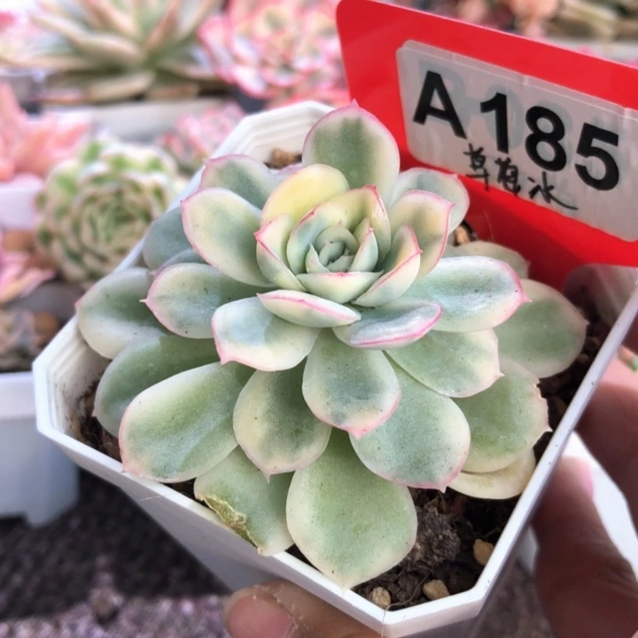 草莓冰覆轮锦有根