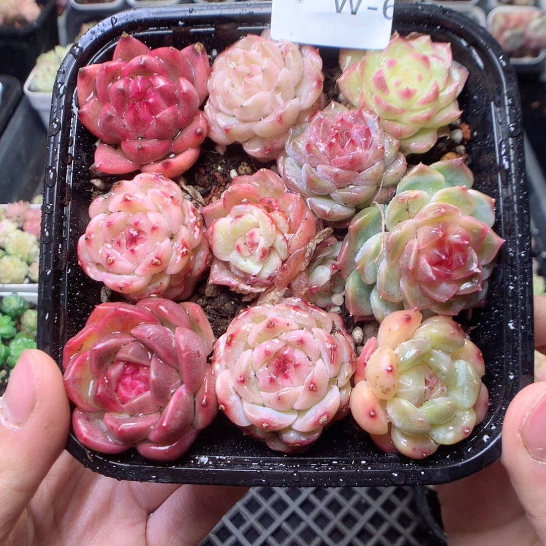 无花朵W6。yyyyyttt