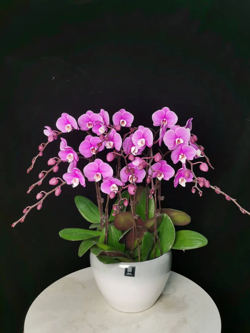 【小安娜】粉色系高贵大气蝴蝶兰种植基地生长兰花带花苞