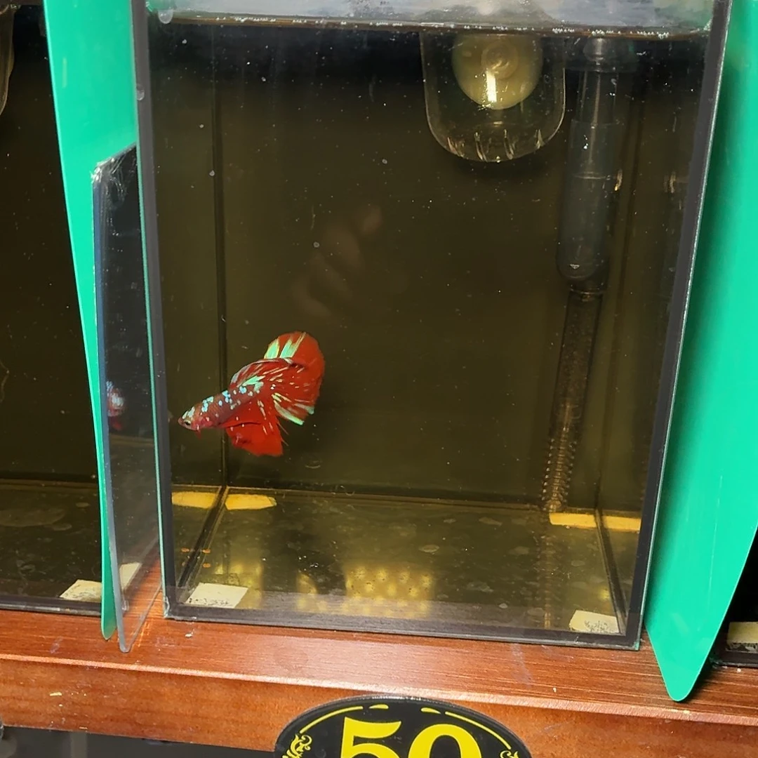 斗鱼彩金黑凤凰半月