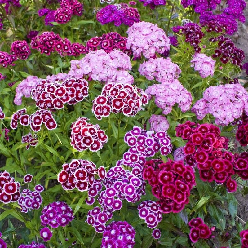 美国石竹多年生好种好养耐寒盆栽地栽均可种植