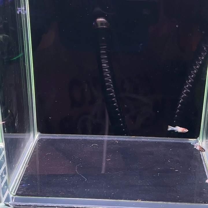 海水鱼泰系红头玛3条清缸