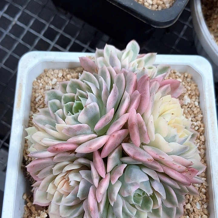沙漠玫瑰锦多肉植物