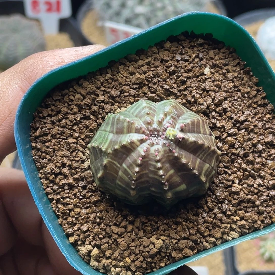 母球 欧系布纹球 带盆土包邮