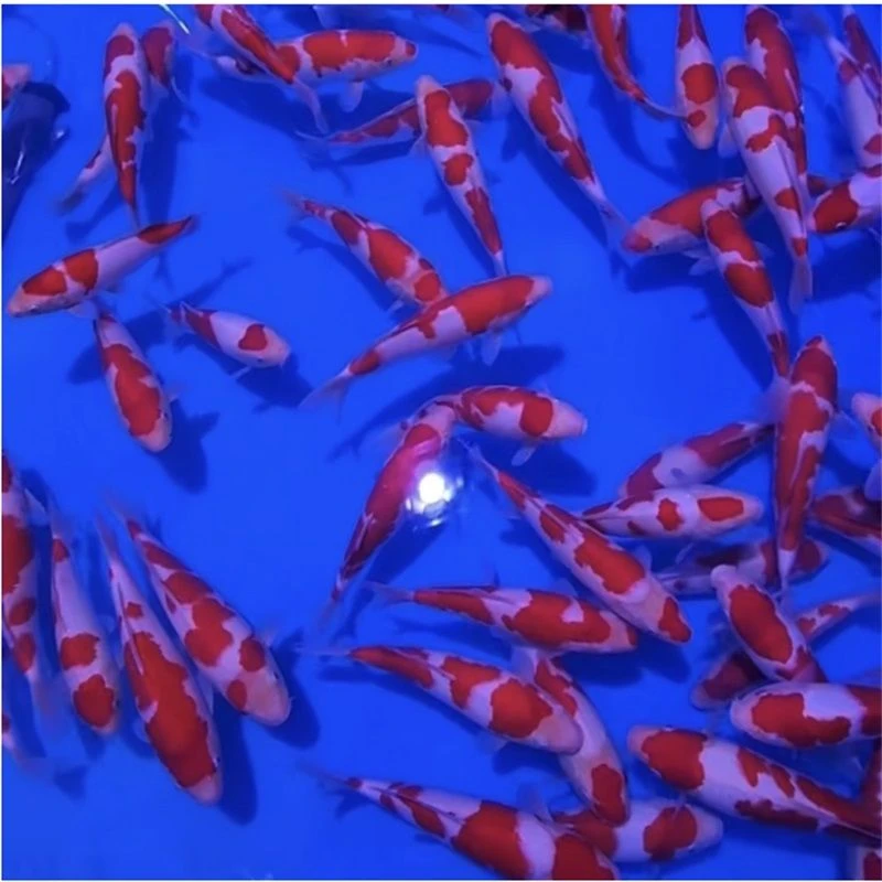 直播黄牌1号—100号专拍好养耐活冷水锦鲤观赏鱼苗（乱拍发鱼