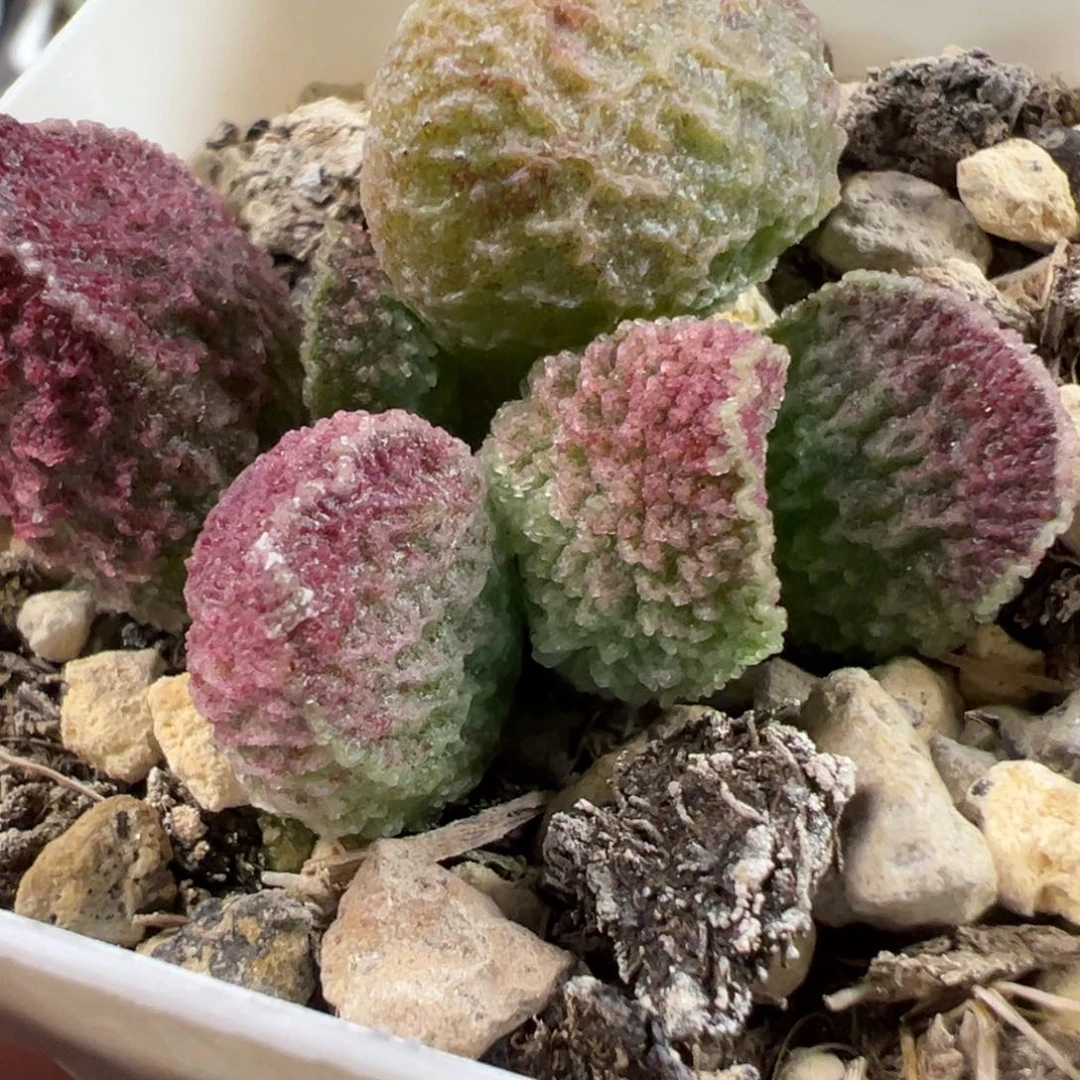 实生新品大苗多肉植物水泡