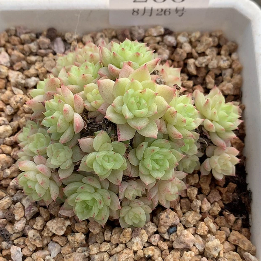 【闪购商品】云200号