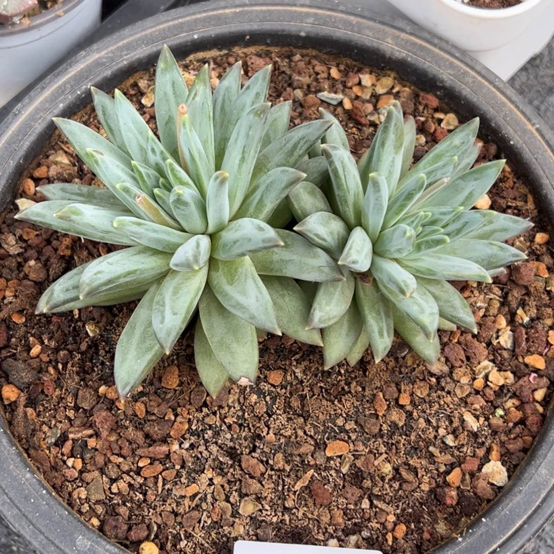 W***e7538多肉多多多多多多