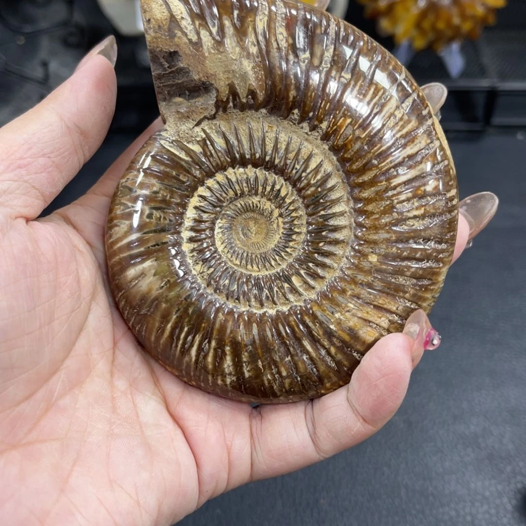 辽西古生物研究所等