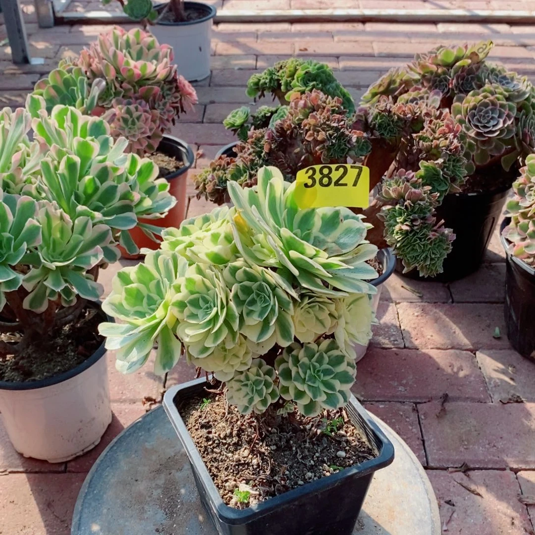 迈巴赫多肉植物3827