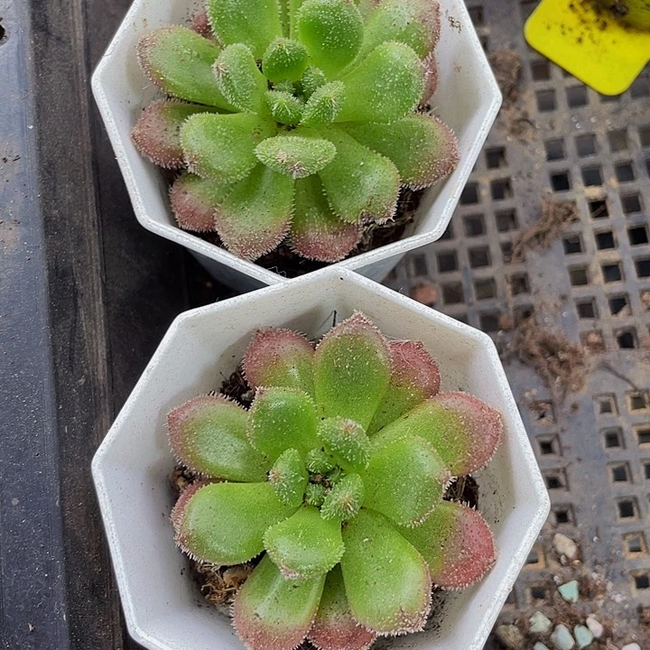 八角盆卡罗尔带盆土发