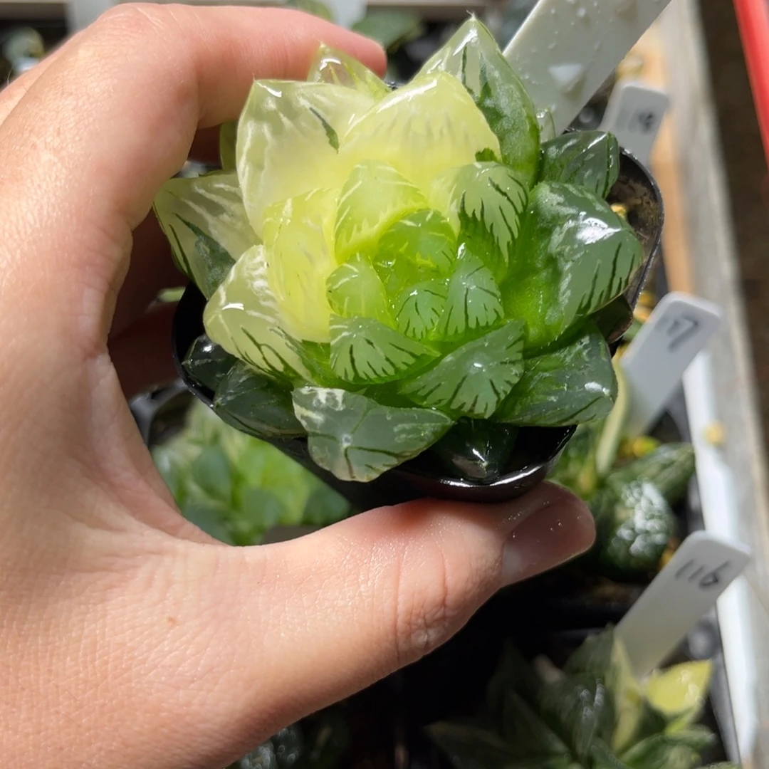 123龙鳞玉露锦一物一拍