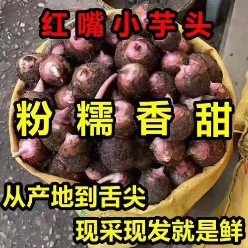 广东连州特产农家高山红芽芋新鲜现挖可种植小芋头粉糯香甜