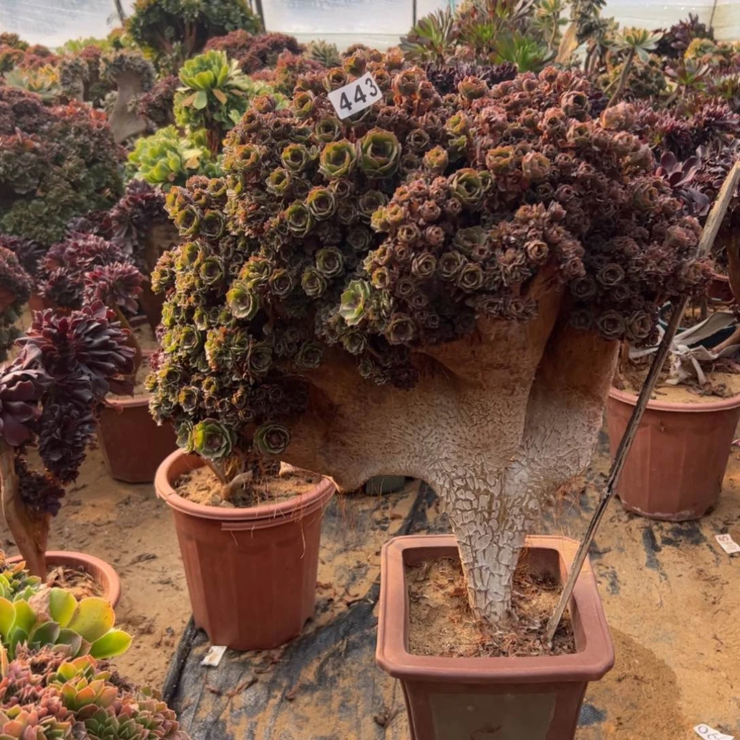 七***花万朵有伤443高50