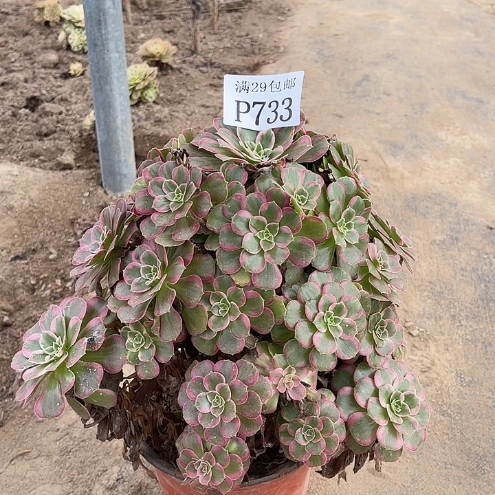 733安娜多肉植物