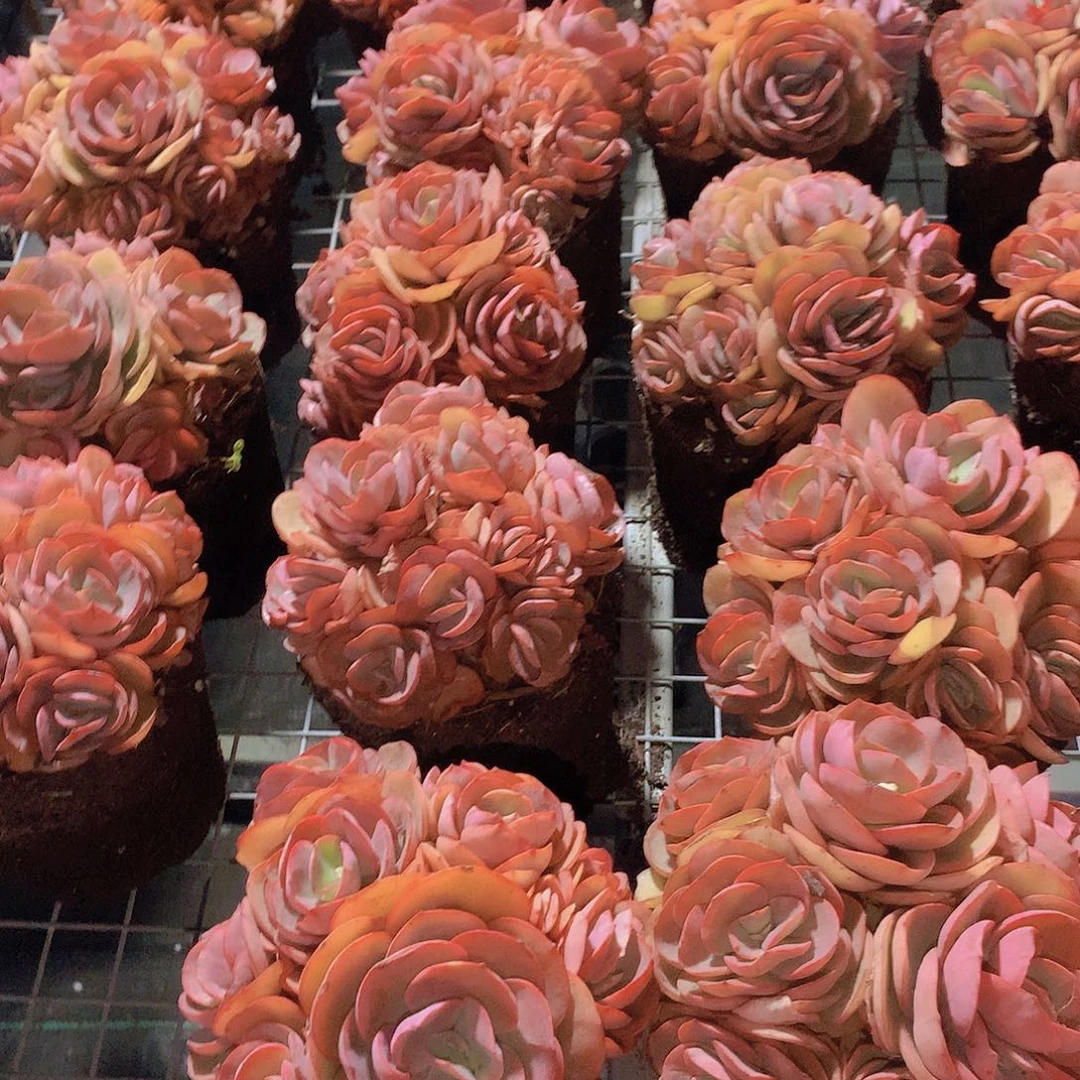 秀妍手捧234567777889999900