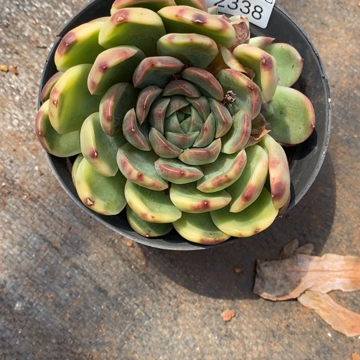 霸***蓉精品多肉植物2338