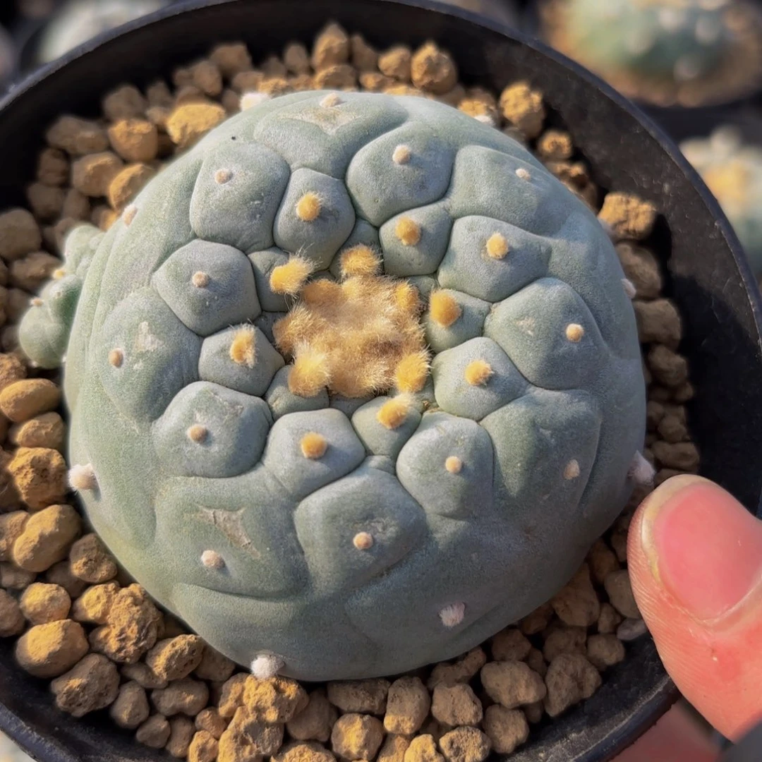 满坡小尤佛头G g g g g g g g g 344