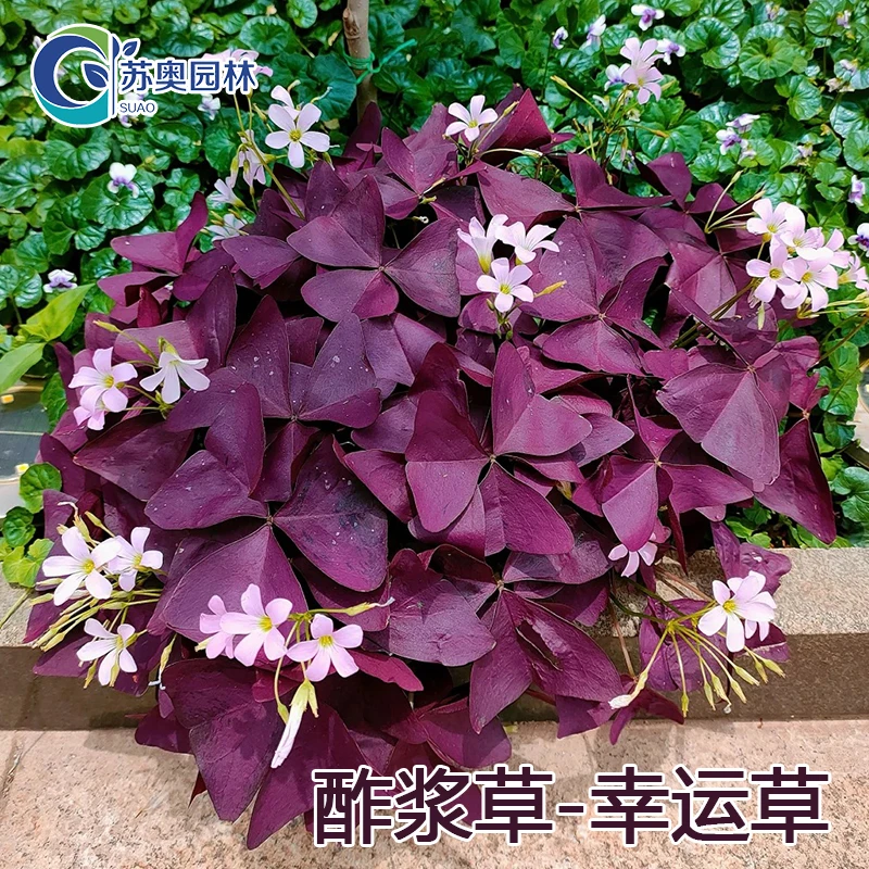 紫叶酢浆草盆栽紫蝴蝶庭院阳台四季花卉红花幸运草花苗多年生花镜