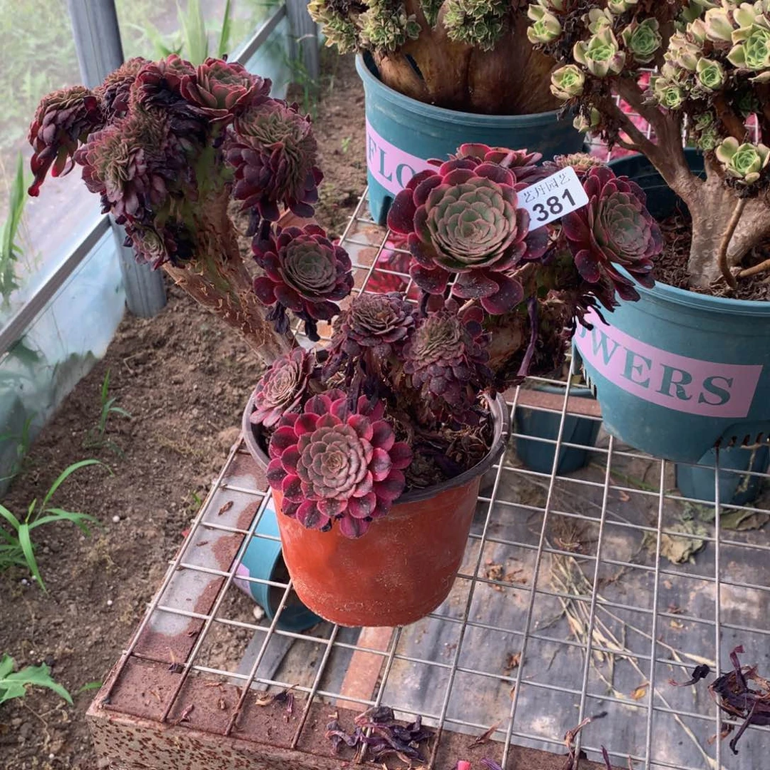 381黑精钢一颗微瑕