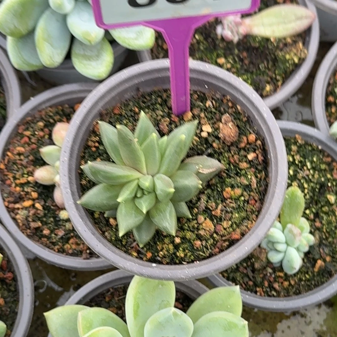 多肉植物黄体乌拉801