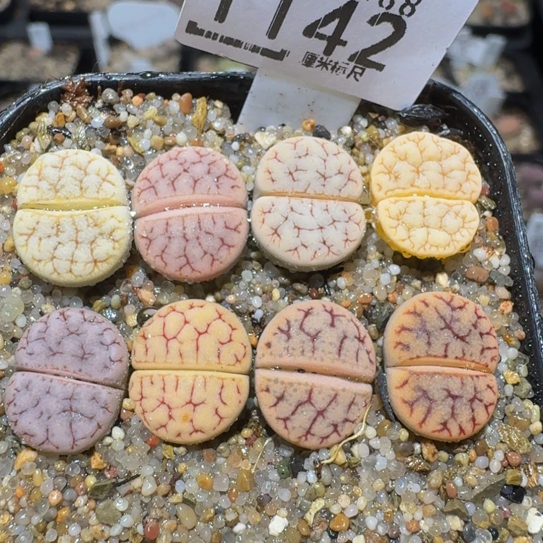 zzzz精品生石花1142