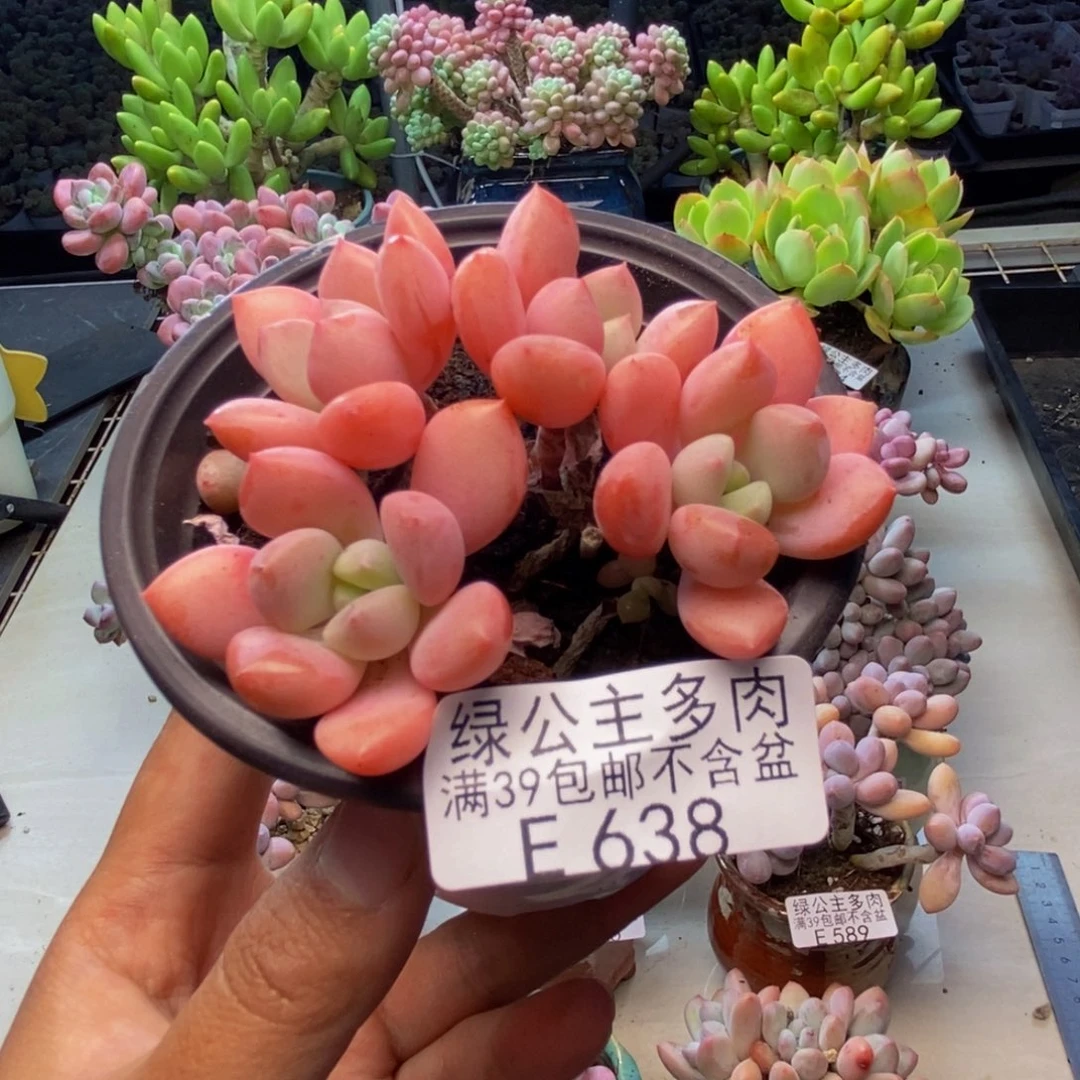 638粉桃花多肉7c m