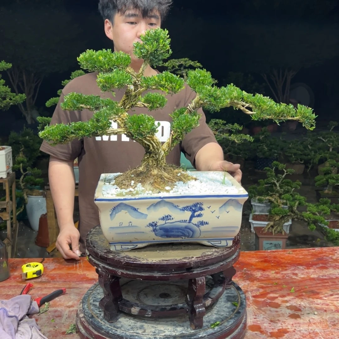 无花朵广东皱皮雀舌黄杨