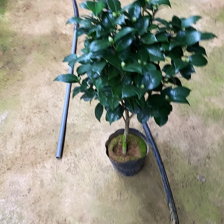 无花朵十八学士。