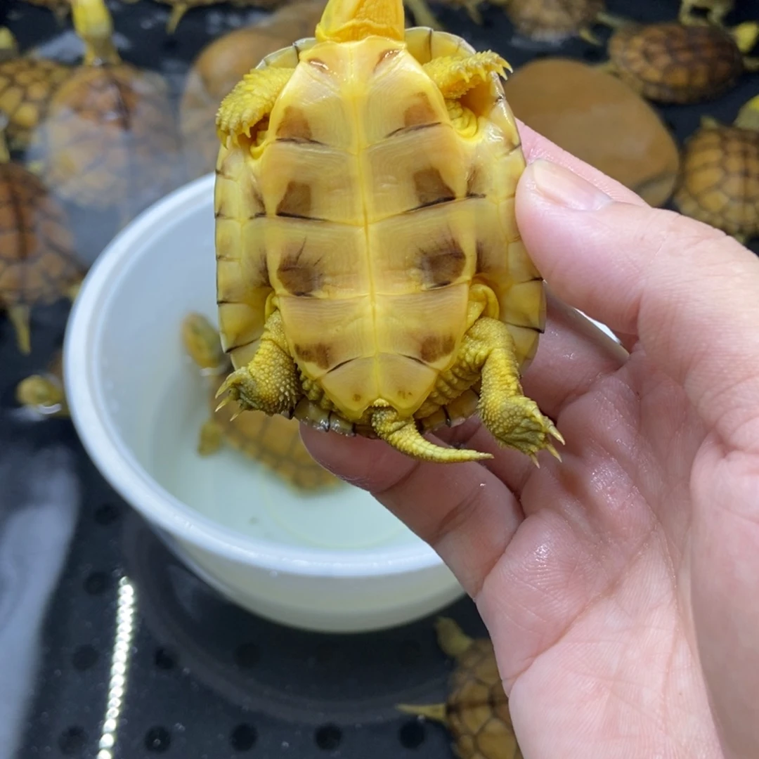 *****不分公母绿毛龟小青