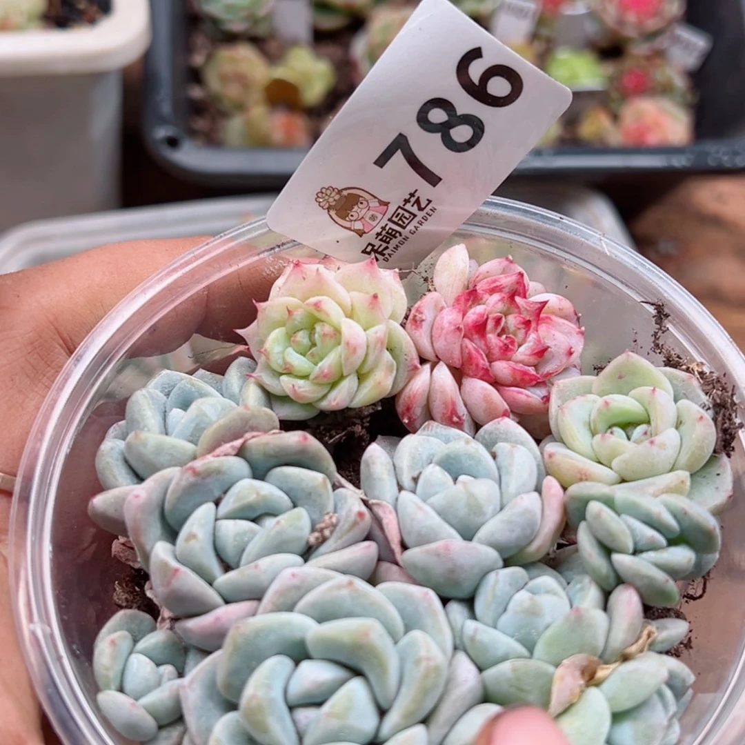 多肉植物多肉植物