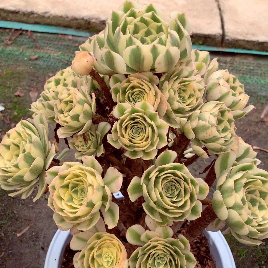 迈巴赫，多肉植物的