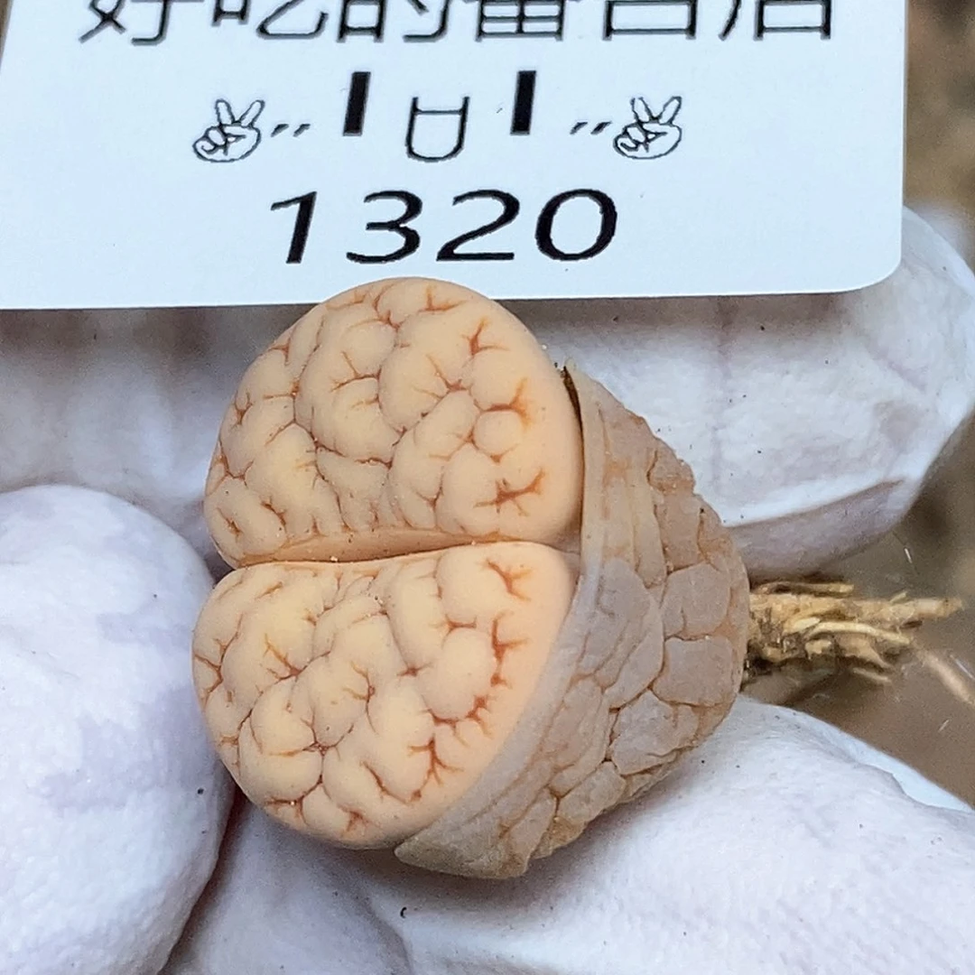 1320。零下拍保温。