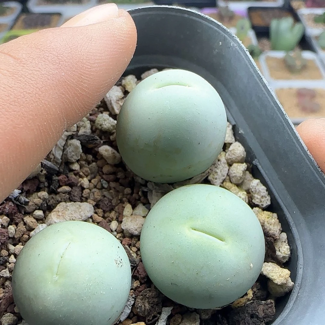 大年初三快乐23305