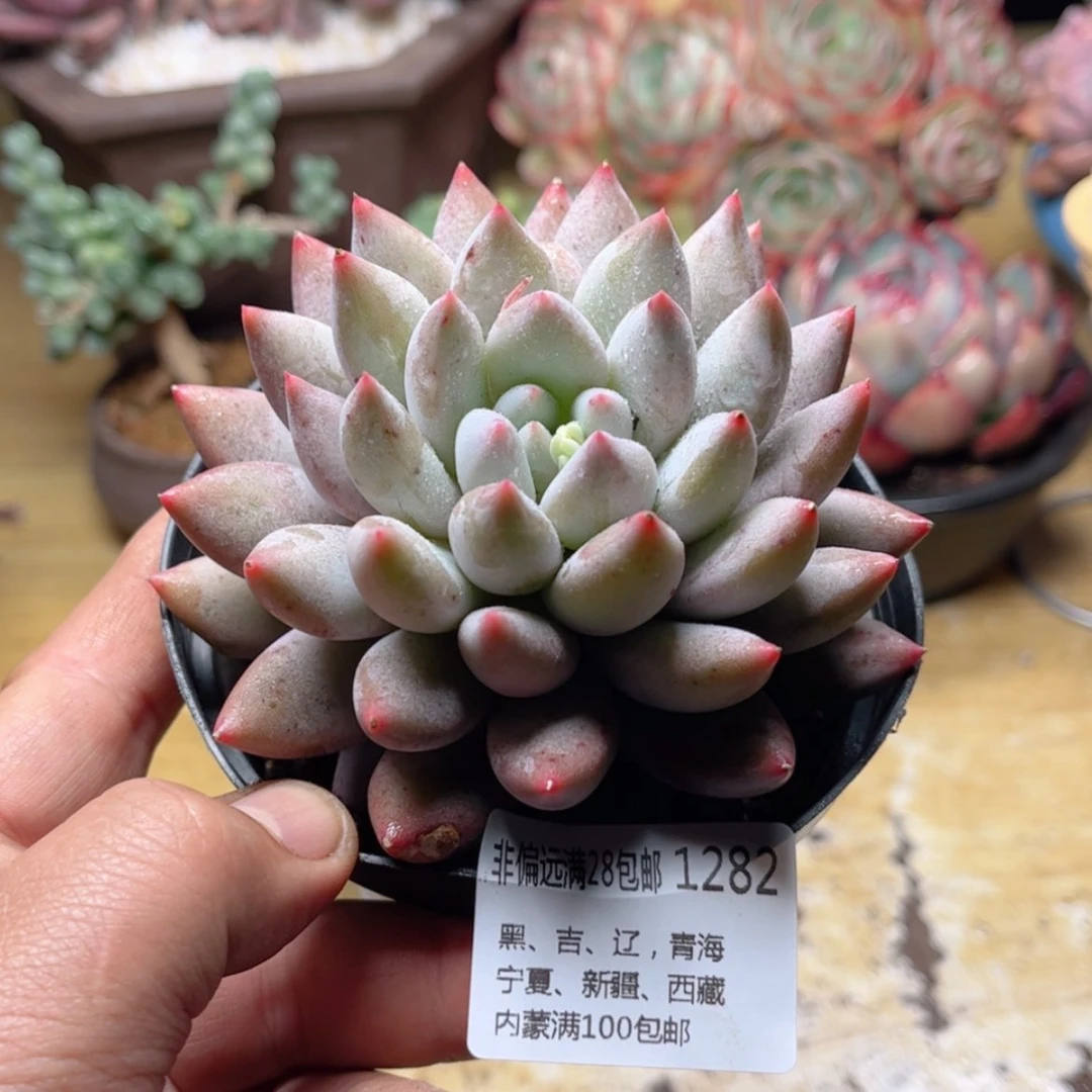 【闪购商品】1282所罗门