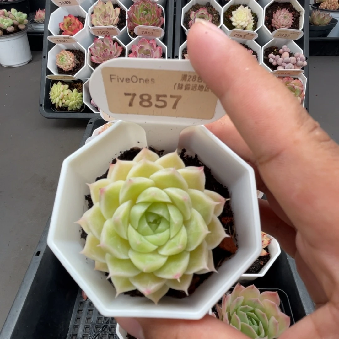 7857绿糖甜心4.5厘米