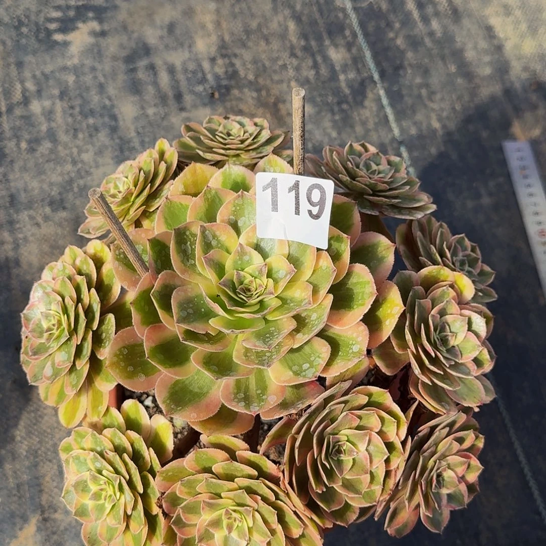 潇***）119云荷法师锦福利价