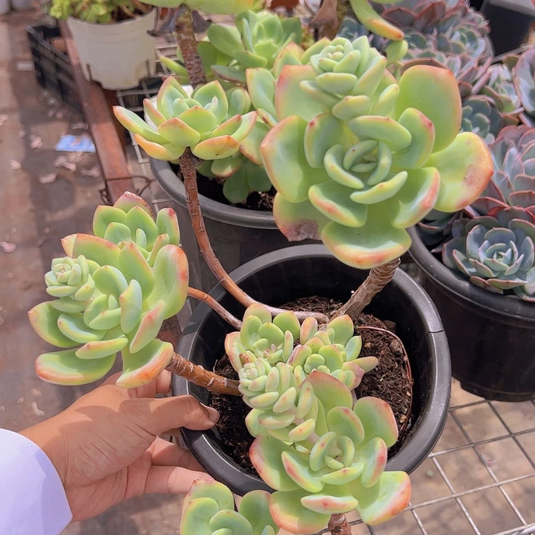 白月光多头大盆老桩大长腿