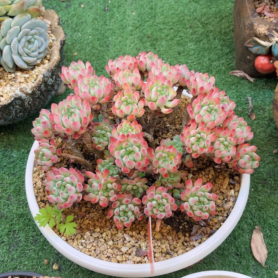 肉***肉蓝苹果朵缀很红的