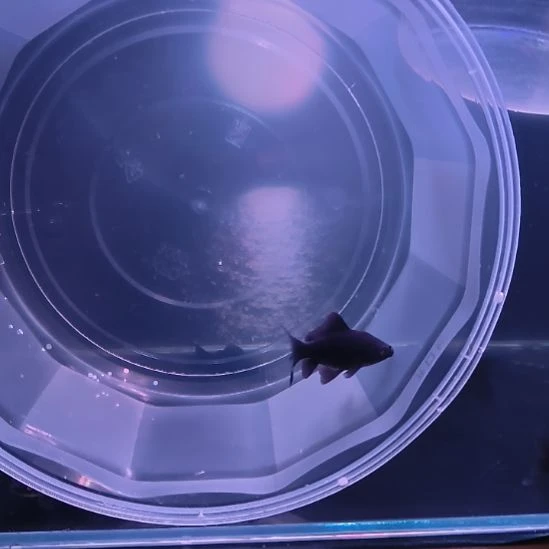 海水鱼墨蝶大鳍大尾